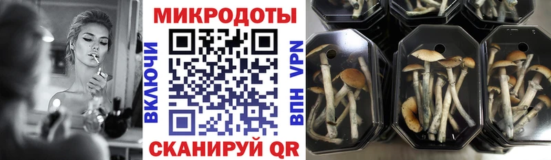 Псилоцибиновые грибы Psilocybine cubensis Феодосия